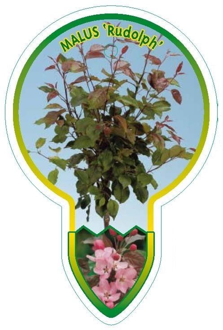 Malus 'Rudolph' - 80 CM Stem C5